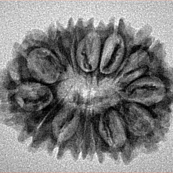 14 Mukhi Rudraksha 27.3mm 3.24gm - Inverse xray