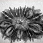 14 Mukhi Rudraksha 31mm 4.7gm - Inverse xray