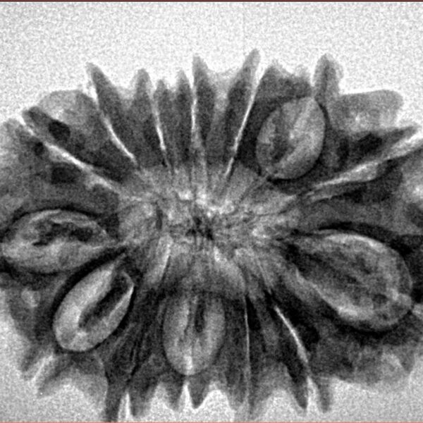 14 Mukhi Rudraksha 31mm 4.7gm - Inverse xray