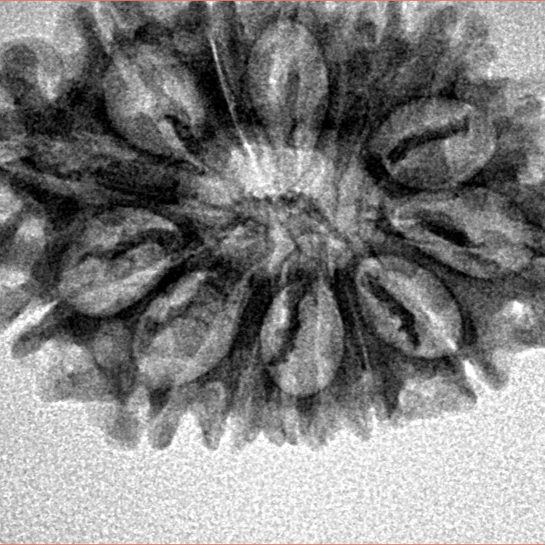 14 Mukhi Rudraksha 28.4mm 3.56gm - Inverse xray
