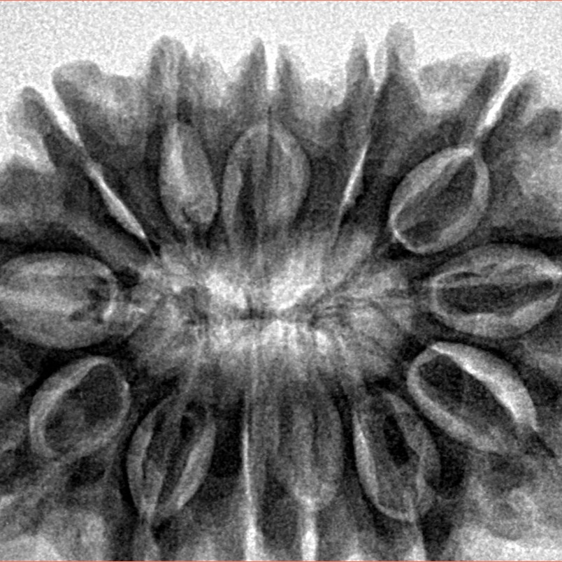 13 Mukhi Rudraksha 34.2mm 7.45gm - Inverse xray