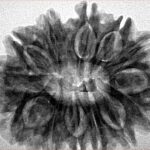 13 Mukhi Rudraksha 30.5mm 6.3gm - Inverse xray