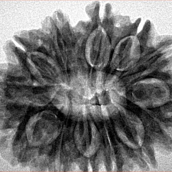 13 Mukhi Rudraksha 30.5mm 6.3gm - Inverse xray