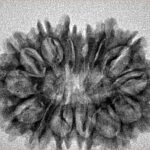 14 Mukhi Rudraksha 30.2mm 3.94gm - Inverse xray