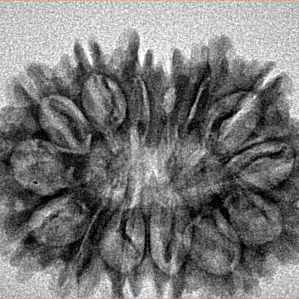 14 Mukhi Rudraksha 30.2mm 3.94gm - Inverse xray