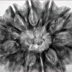 12 Mukhi Rudraksha 33mm 7.42gm - Inverse xray