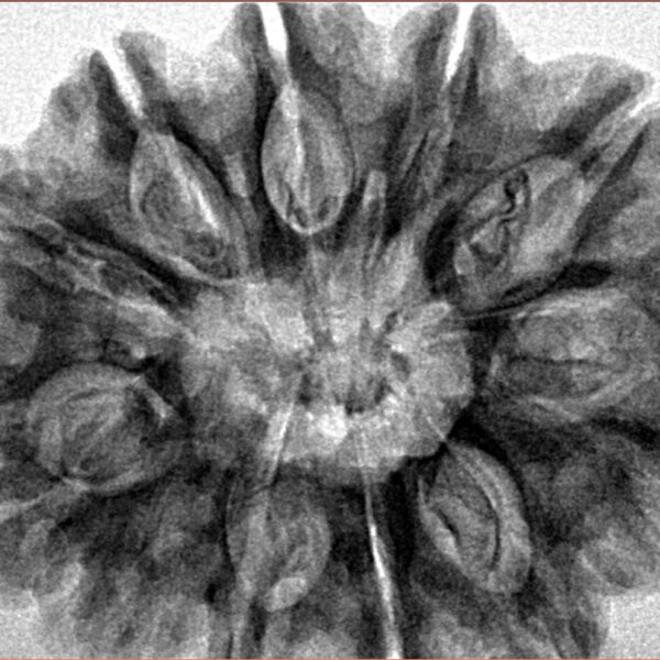 12 Mukhi Rudraksha 33mm 7.42gm - Inverse xray