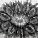 13 Mukhi Rudraksha 31.8mm 5.73gm - Inverse xray