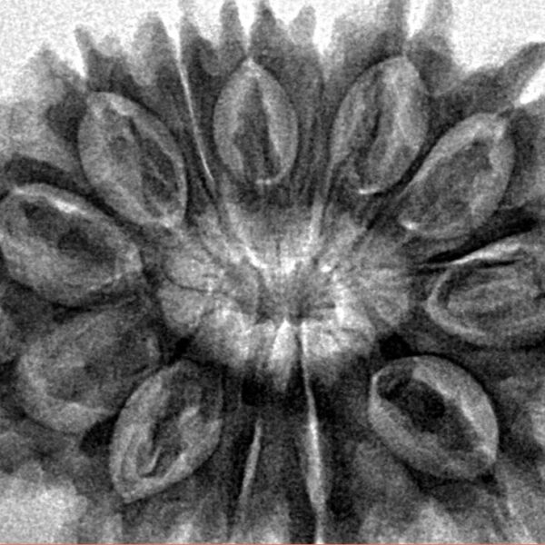13 Mukhi Rudraksha 31.8mm 5.73gm - Inverse xray