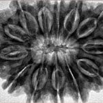 13 Mukhi Rudraksha 34.6mm 8.26gm - Inverse xray