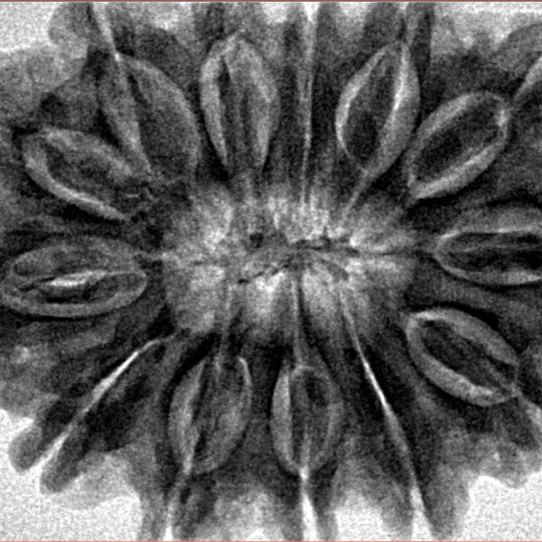 13 Mukhi Rudraksha 34.6mm 8.26gm - Inverse xray
