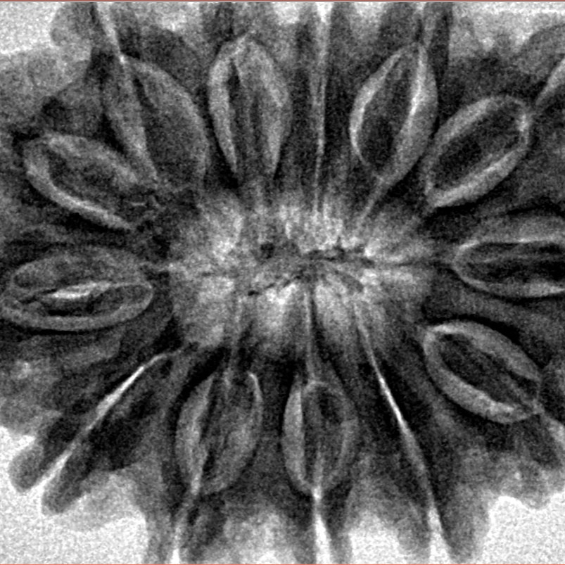 13 Mukhi Rudraksha 34.6mm 8.26gm - Inverse xray
