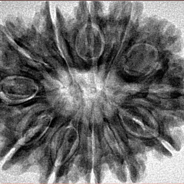 12 Mukhi Rudraksha 32.3mm 6.23gm - Inverse xray