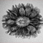 12 Mukhi Rudraksha 24.7mm 3.62gm - Inverse xray