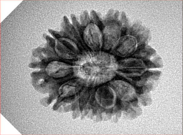 12 Mukhi Rudraksha 24.7mm 3.62gm - Inverse xray
