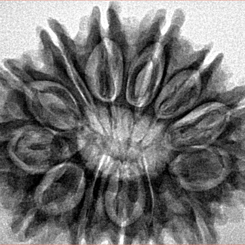 13 Mukhi Rudraksha 30.5mm 6.18gm - Inverse xray