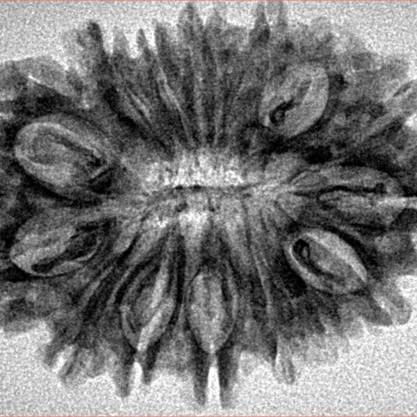 15 Mukhi Rudraksha 30.9mm 4.11gm - Inverse xray