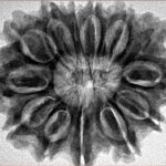 13 Mukhi Rudraksha 30.6mm 6.3gm - Inverse xray