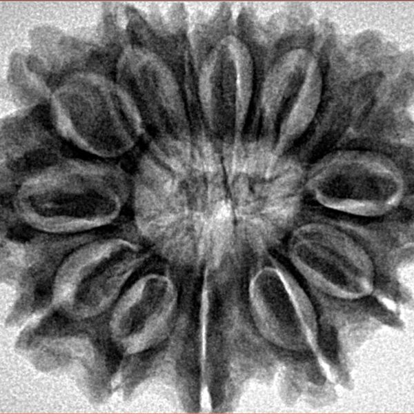 13 Mukhi Rudraksha 30.6mm 6.3gm - Inverse xray