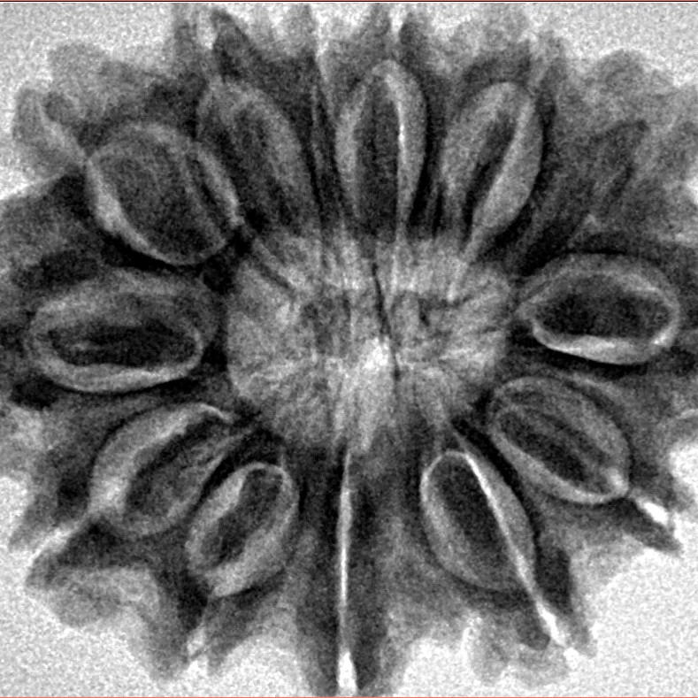 13 Mukhi Rudraksha 30.6mm 6.3gm - Inverse xray