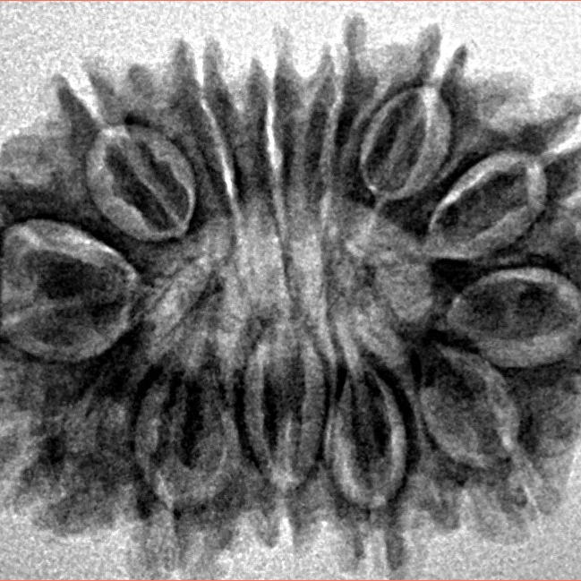14 Mukhi Rudraksha 26mm 3.32gm - Inverse xray