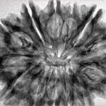 13 Mukhi Rudraksha 34.4mm 6.2gm - Inverse xray