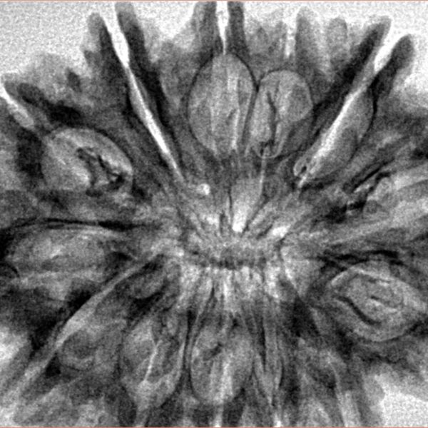 13 Mukhi Rudraksha 34.4mm 6.2gm - Inverse xray