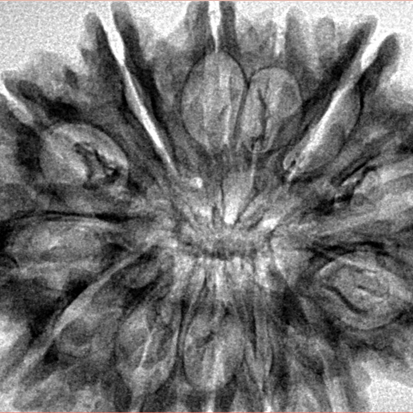 13 Mukhi Rudraksha 34.4mm 6.2gm - Inverse xray