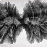 14 Mukhi Gaurishankar 38.4mm 8.58gm - Inverse xray