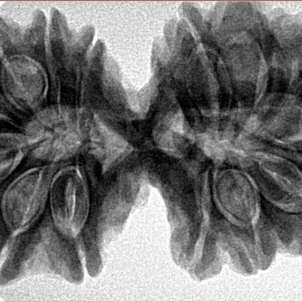 14 Mukhi Gaurishankar 38.4mm 8.58gm - Inverse xray