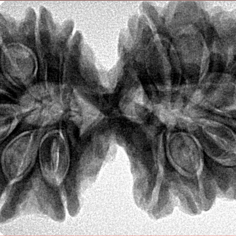 14 Mukhi Gaurishankar 38.4mm 8.58gm - Inverse xray