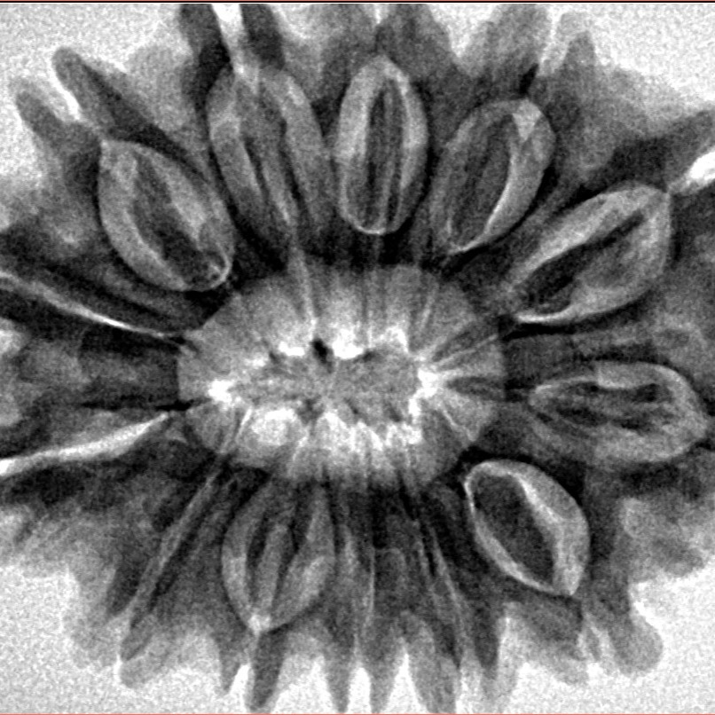 13 Mukhi Rudraksha 32.2mm 6.52gm - Inverse xray