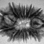 13 Mukhi Rudraksha 23mm 2.19gm - Inverse xray