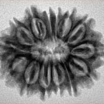 14 Mukhi Rudraksha 27.2mm 4.16gm - Inverse xray