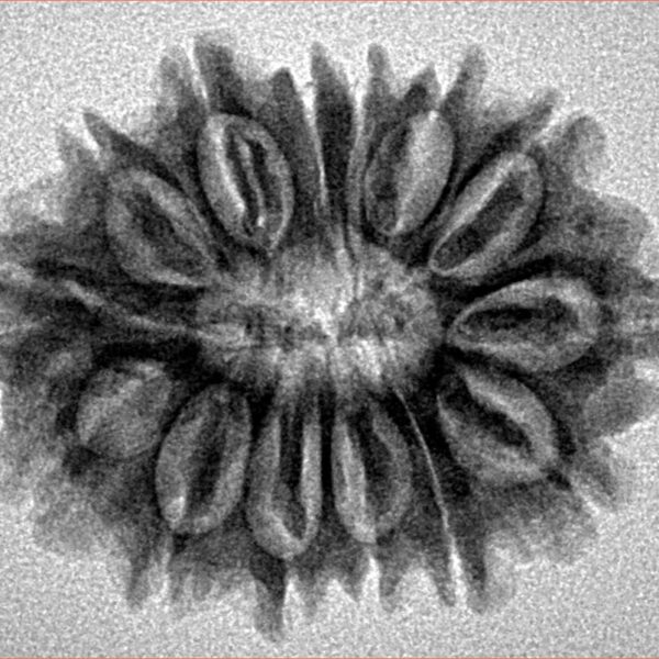 14 Mukhi Rudraksha 27.2mm 4.16gm - Inverse xray
