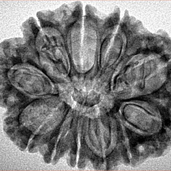 12 Mukhi Rudraksha 30.4mm 4.29gm - Inverse xray