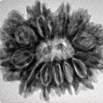 12 Mukhi Rudraksha 27.9mm 4.84gm - Inverse xray