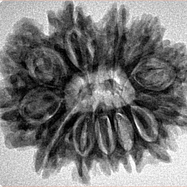 12 Mukhi Rudraksha 27.9mm 4.84gm - Inverse xray