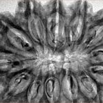 13 Mukhi Rudraksha 37.5mm 6.98gm - Inverse xray