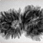 13 Mukhi Gaurishankar 33.7mm 5.78gm - Inverse xray