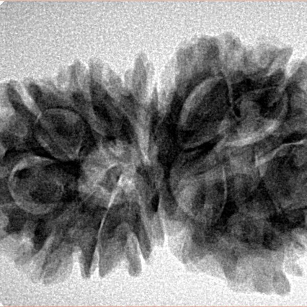 13 Mukhi Gaurishankar 33.7mm 5.78gm - Inverse xray