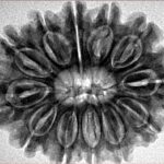 12 Mukhi Rudraksha 31.1mm 6.27gm - Inverse xray