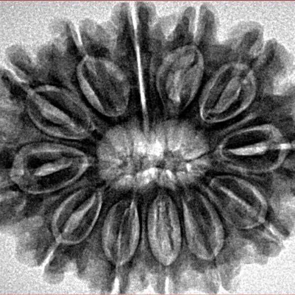 12 Mukhi Rudraksha 31.1mm 6.27gm - Inverse xray