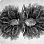 13 Mukhi Gaurishankar 33.4mm 5.64gm - Inverse xray