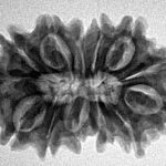 14 Mukhi Rudraksha 29.1mm 4.5gm - Inverse xray