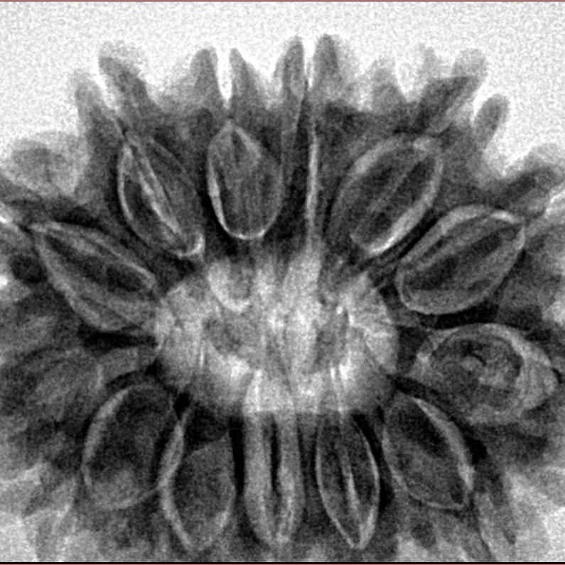13 Mukhi Rudraksha 31.9mm 7gm - Inverse xray