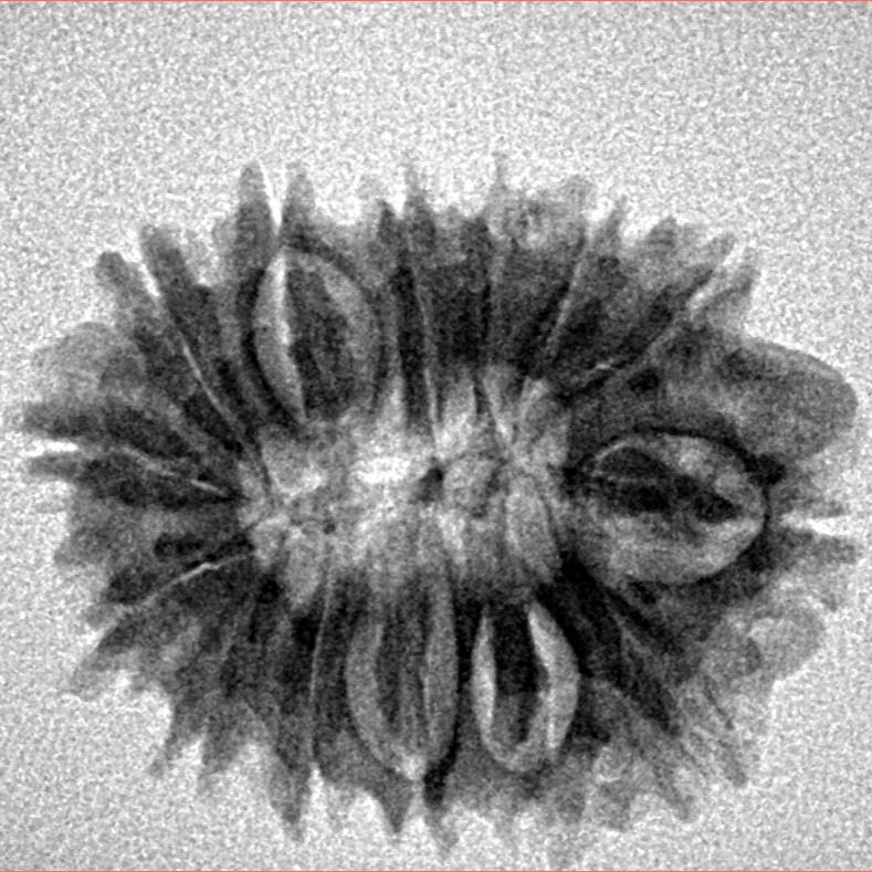 14 Mukhi Rudraksha 24.3mm 2.82gm - Inverse xray