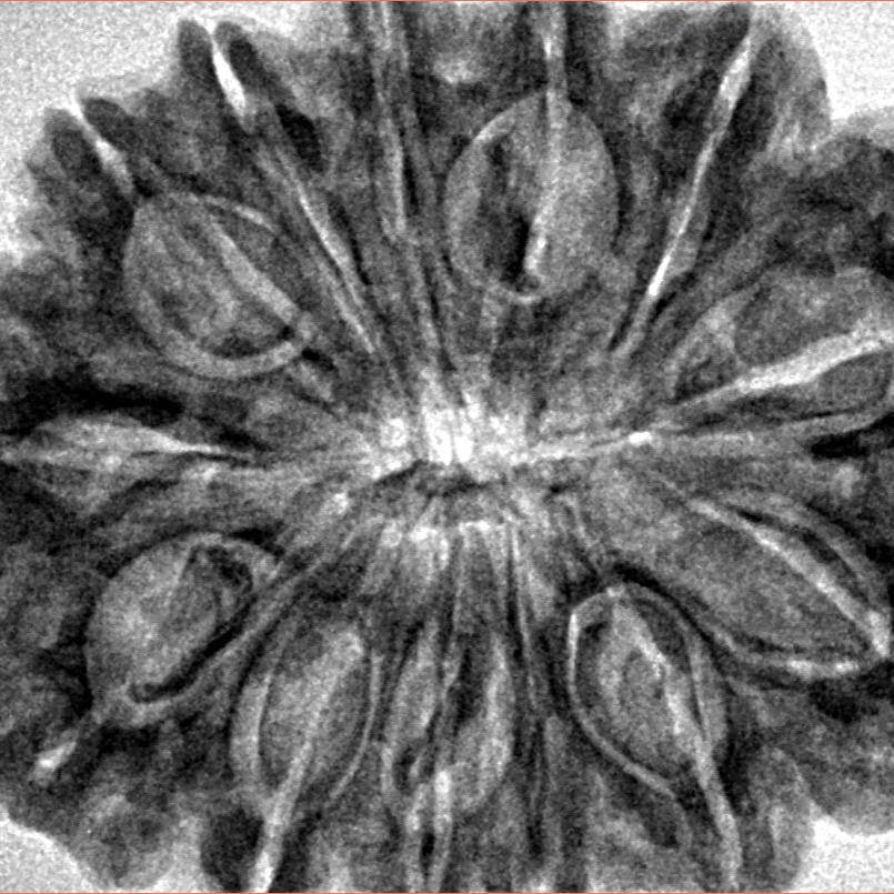 13 Mukhi Rudraksha 34.2mm 7.26gm - Inverse xray