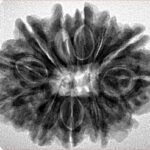 12 Mukhi Rudraksha 28.7mm 5.52gm - Inverse xray