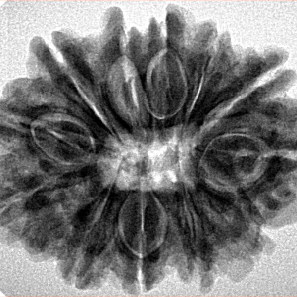 12 Mukhi Rudraksha 28.7mm 5.52gm - Inverse xray